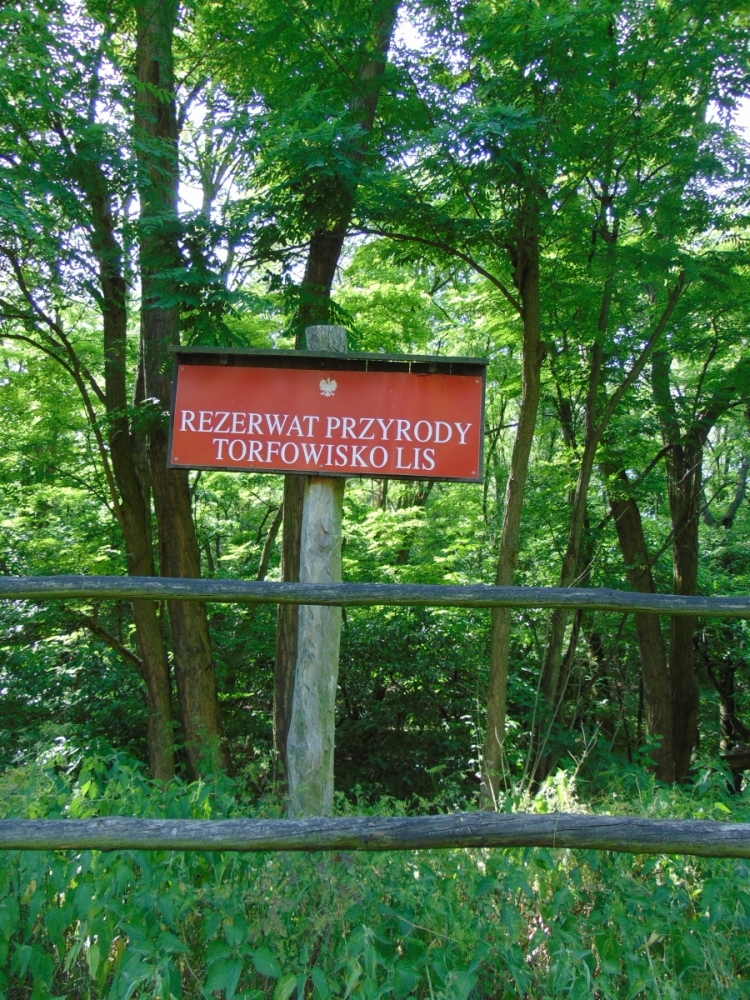 Rezerwat przyrody Torfowisko Lis w Kaliszu